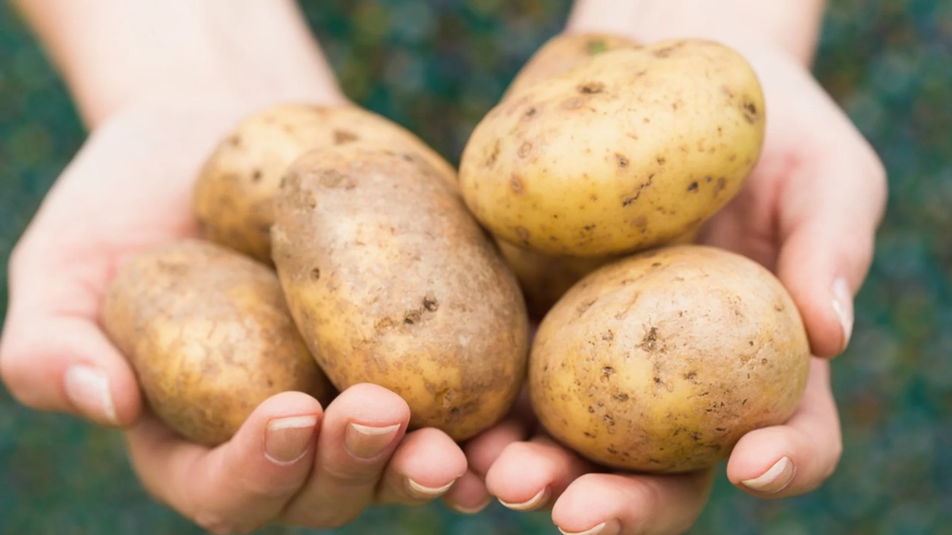 Кори от картофи - те са най-добрият тор за тези растения