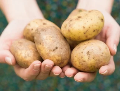 Кори от картофи - те са най-добрият тор за тези растения