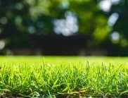 Как се прави подхранване на тревни площи