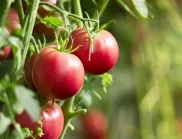 Как да се преборим с белите петна по доматите