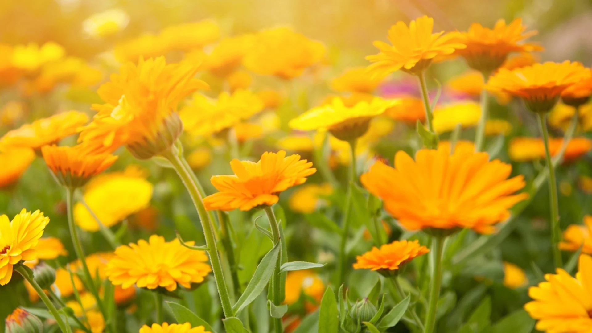 Цветя, които да засадите през ЮНИ във вашата градина