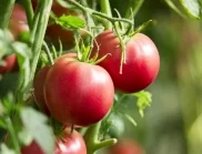 При поливане на доматите с йод – какви груби грешки се допускат?