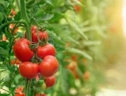 Кога е правилното време за подхранване на доматите с борна киселина