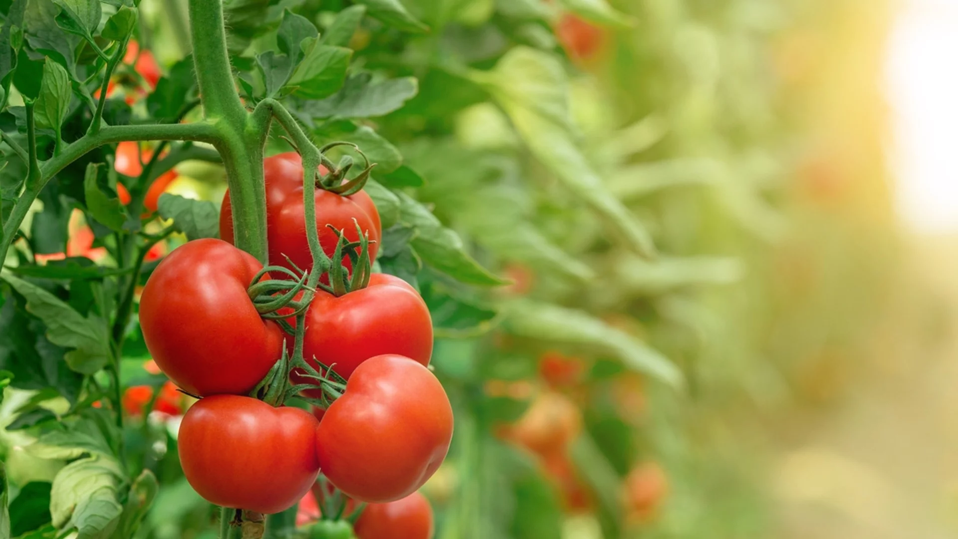 Кога е правилното време за подхранване на доматите с борна киселина