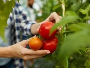 При поливане на безколови домати – какви особености има?