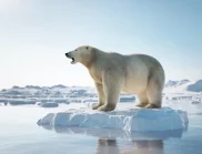 Русия посяга и на белите мечки, иска да ги направи "инструмент на дипломацията" 