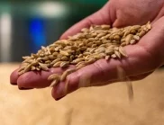 Каква е разликата между пшеница и лимец?