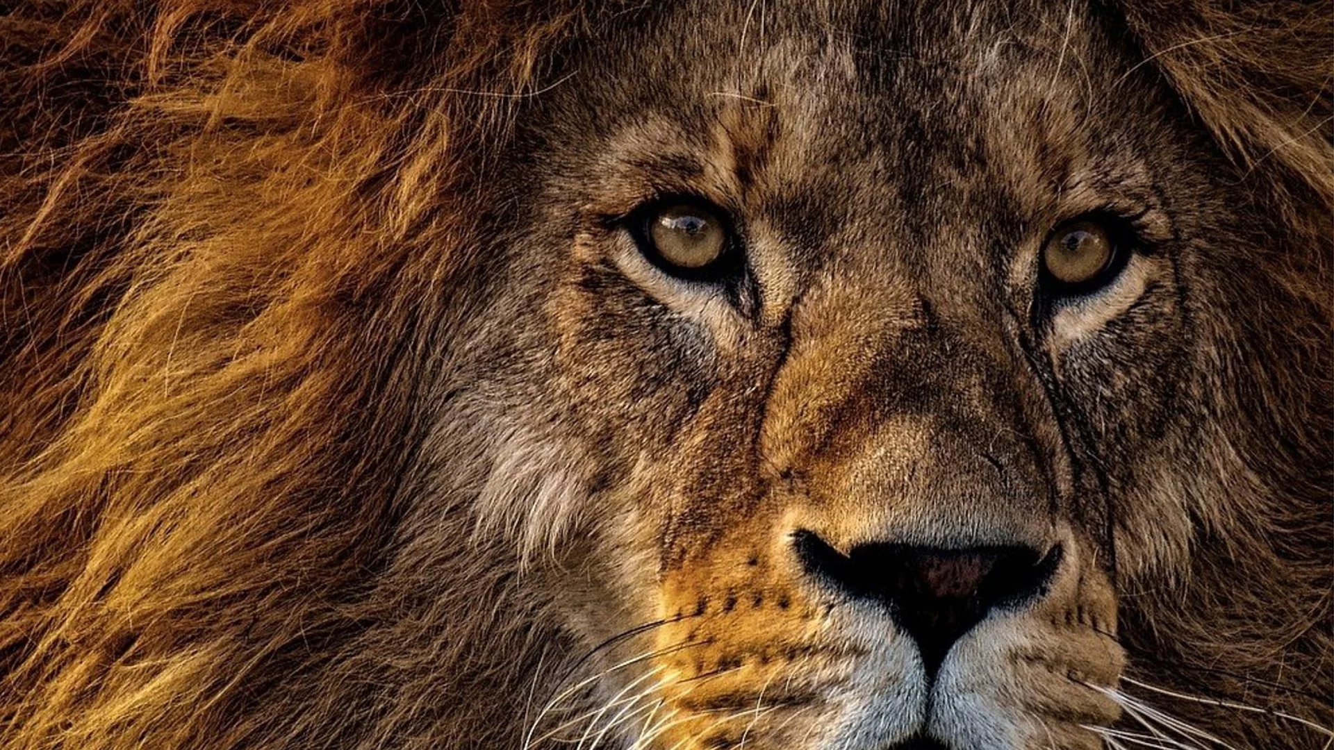Тези 4 зодии са по-смели и от лъв