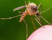 10-те най-ефикасни растения срещу комарите в дома и градината