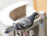 Поверия: Какво ще ти се случи, ако кацне гълъб на терасата