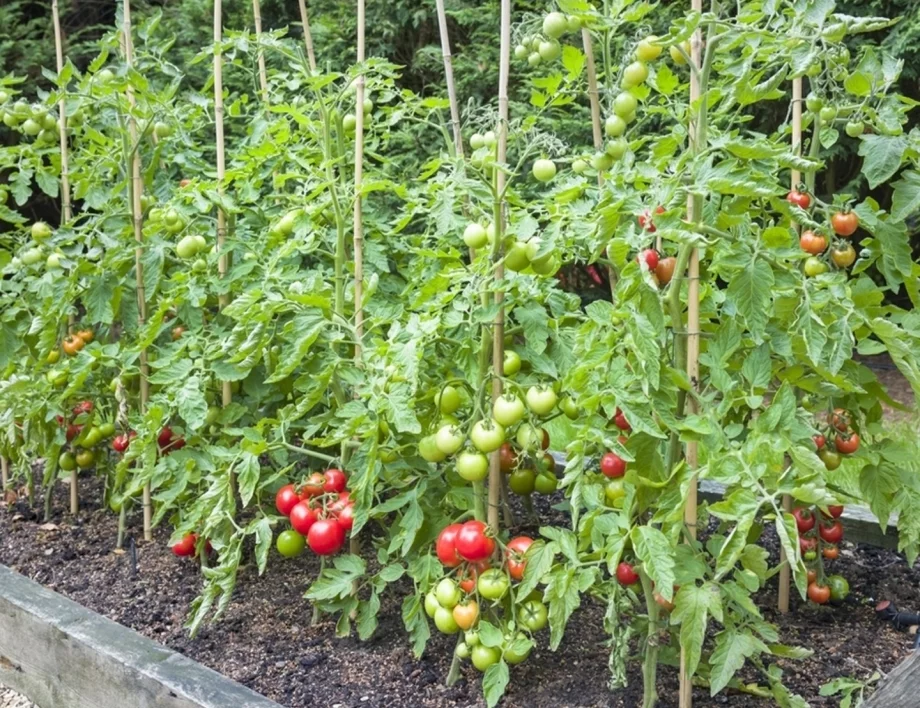 НЕ късайте тези листа на доматите, за да НЕ останете без реколта