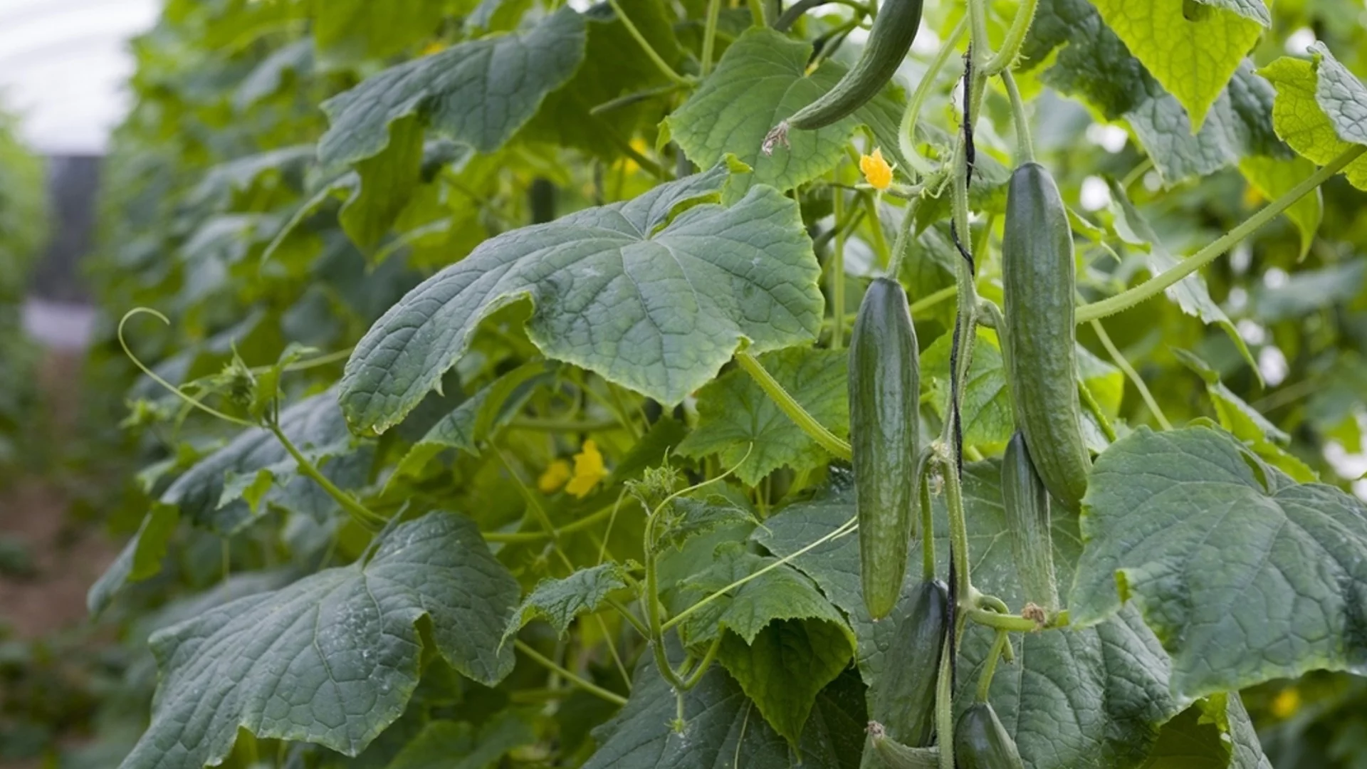От какво се нуждаят краставиците през юли и август, за да е богата реколтата