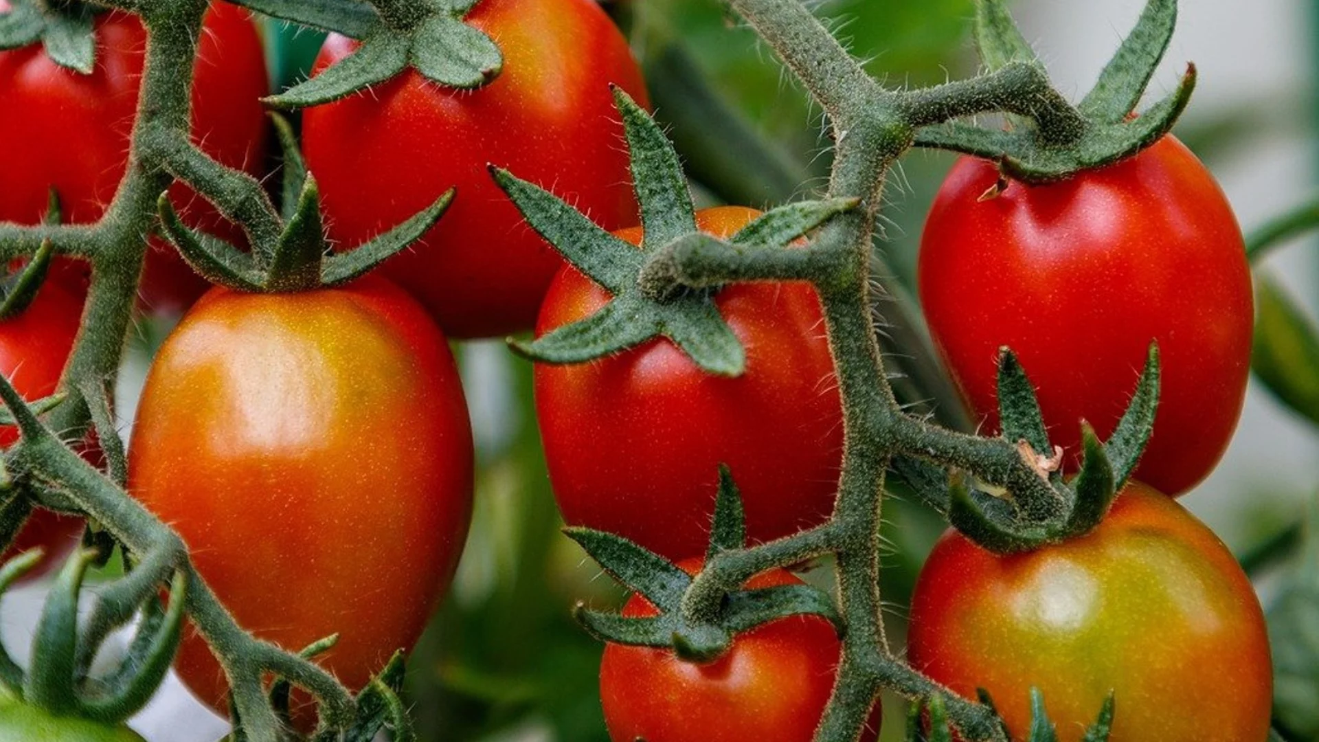 Извити, жълти, на петна: Какво казват листата на доматите за растението?