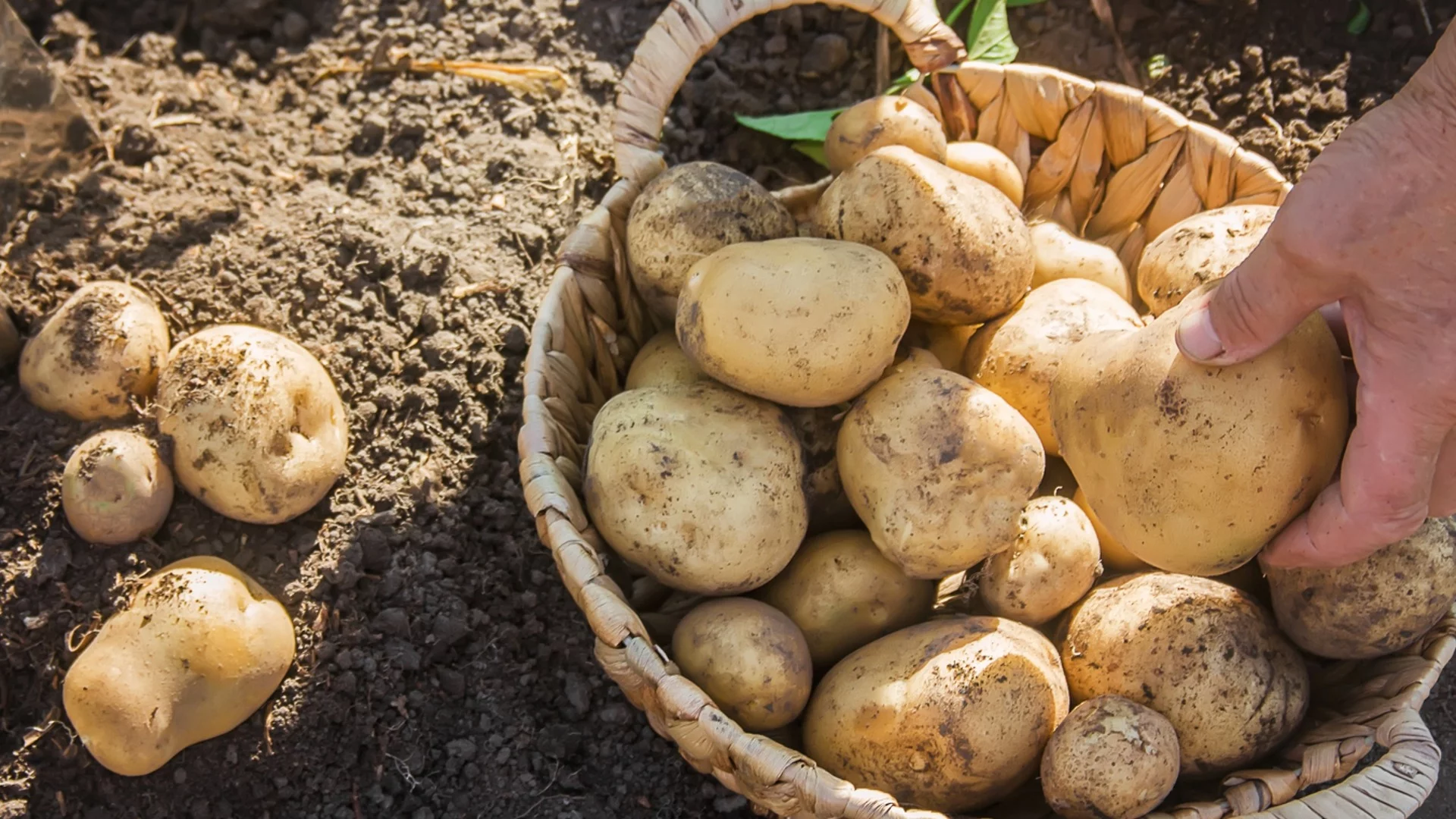 Как да торите картофите по време на цъфтежа за 3 пъти по-богата реколта