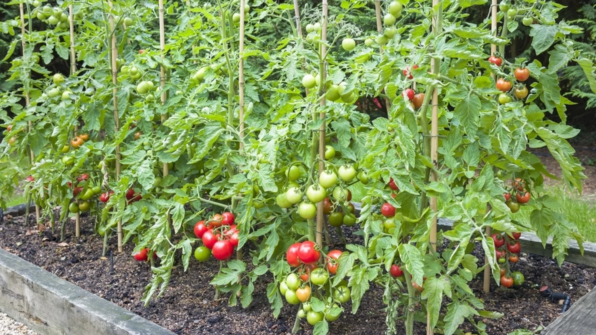 Реколтата на доматите ще бъде 2 пъти по-богата, ако ги торите така