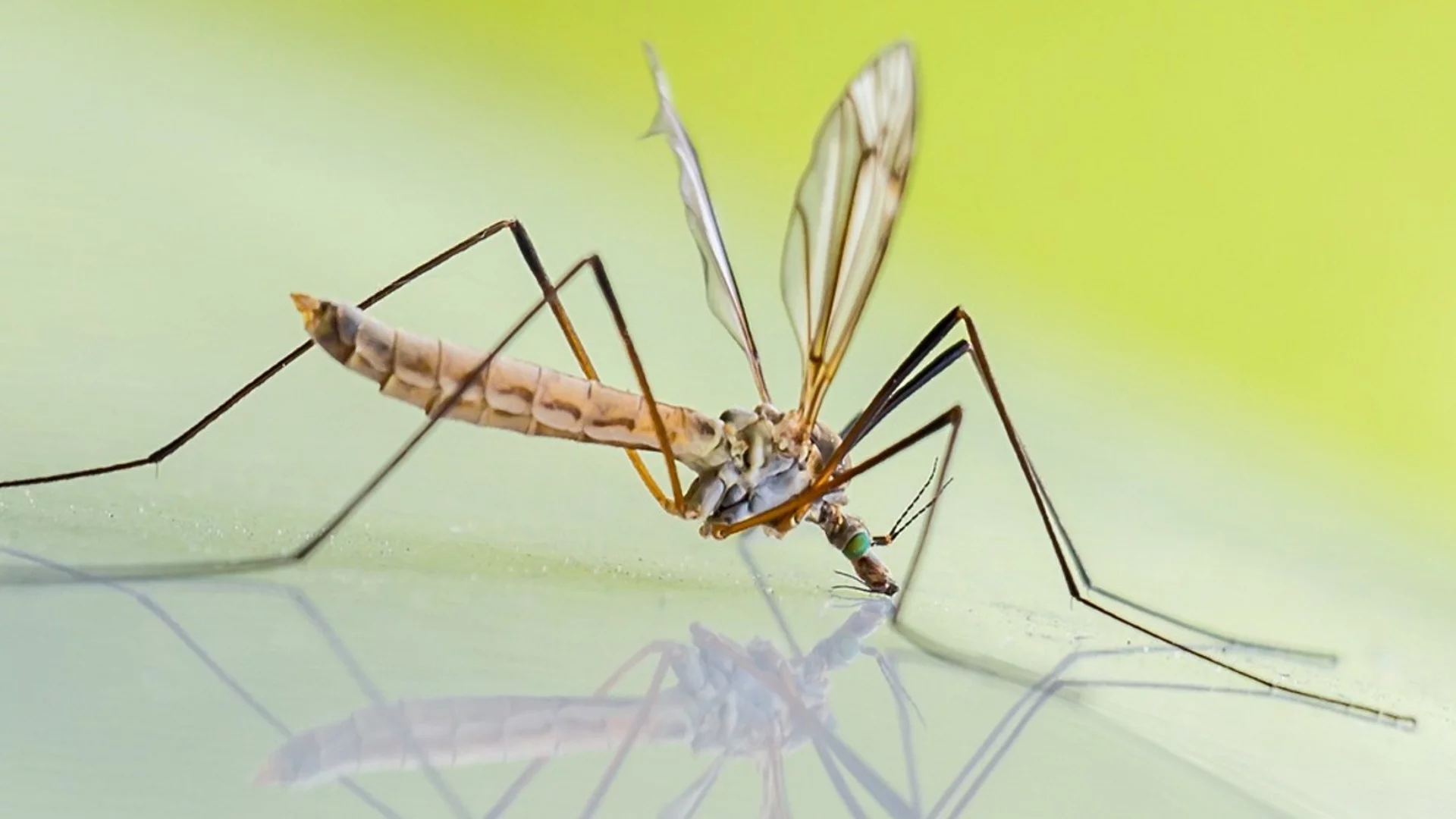 9 съвета, които ще ви помогнат да се отървете от комарите в дома си