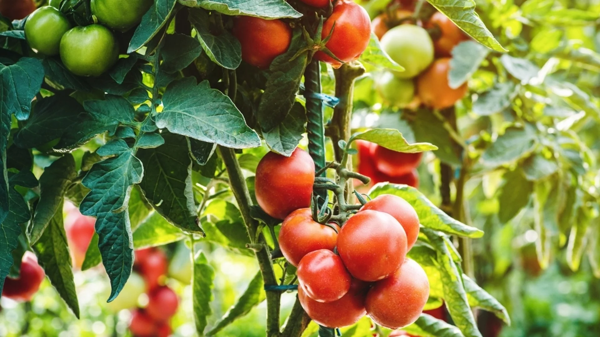 Как да се справим с липсата на завръз при доматите?