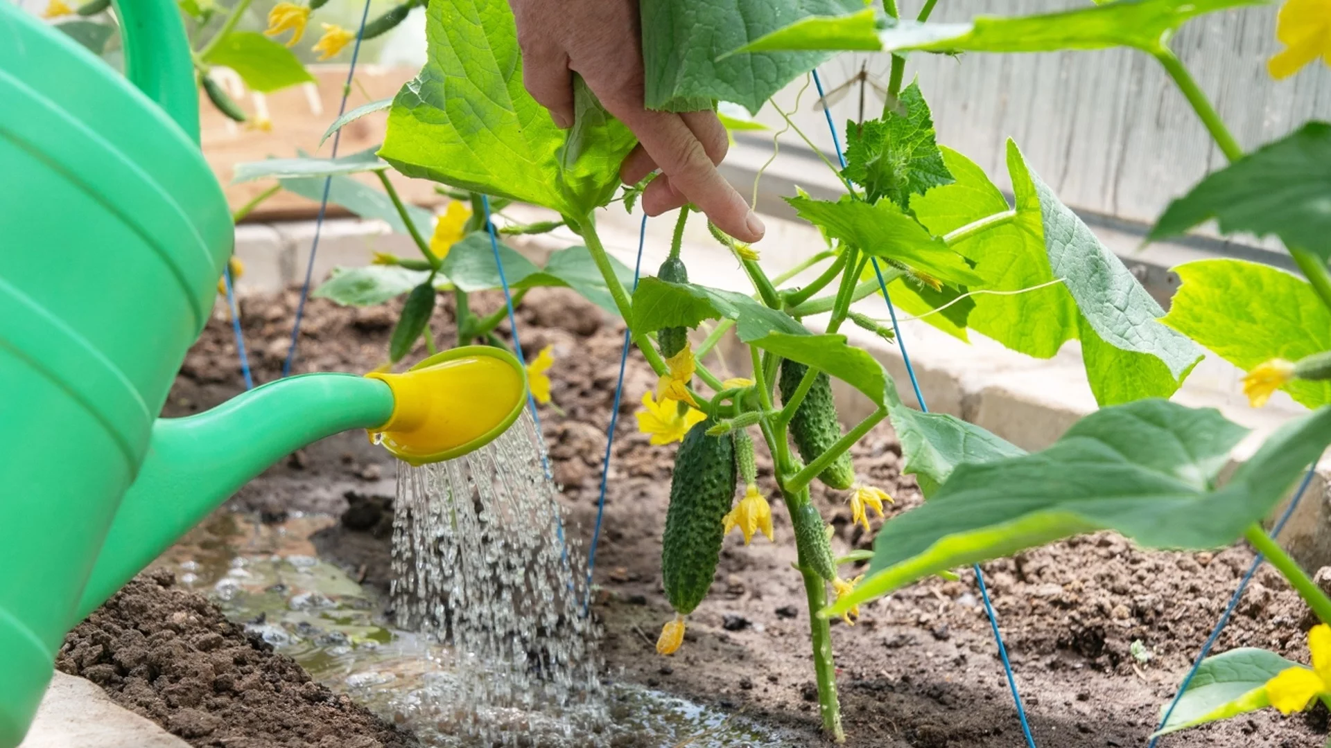 За какво да внимаваме при поливане на краставиците в горещините?