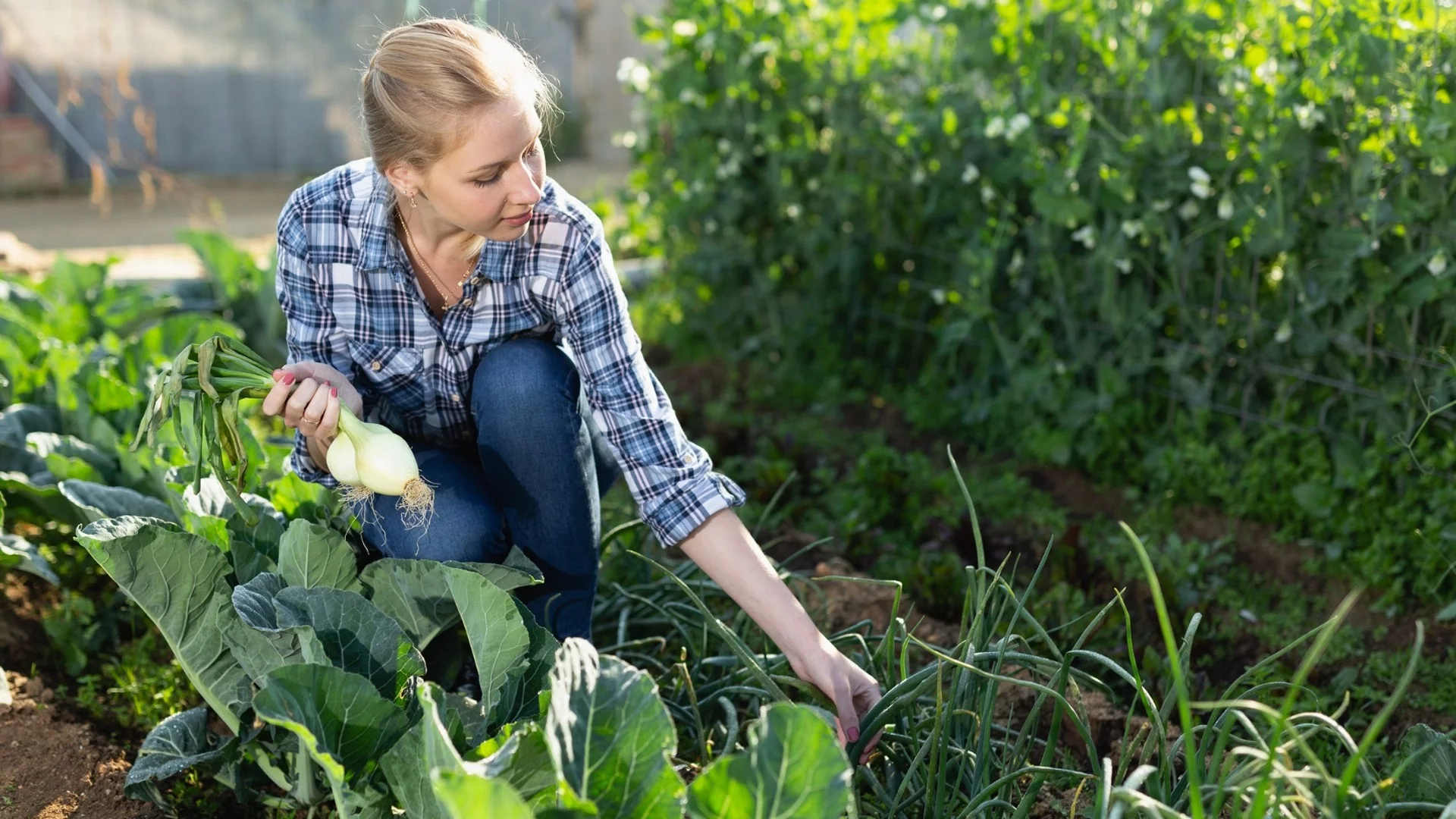 Без използване на химикали: 8 прости стъпки за унищожаване на вредителите в зеленчуковата градина