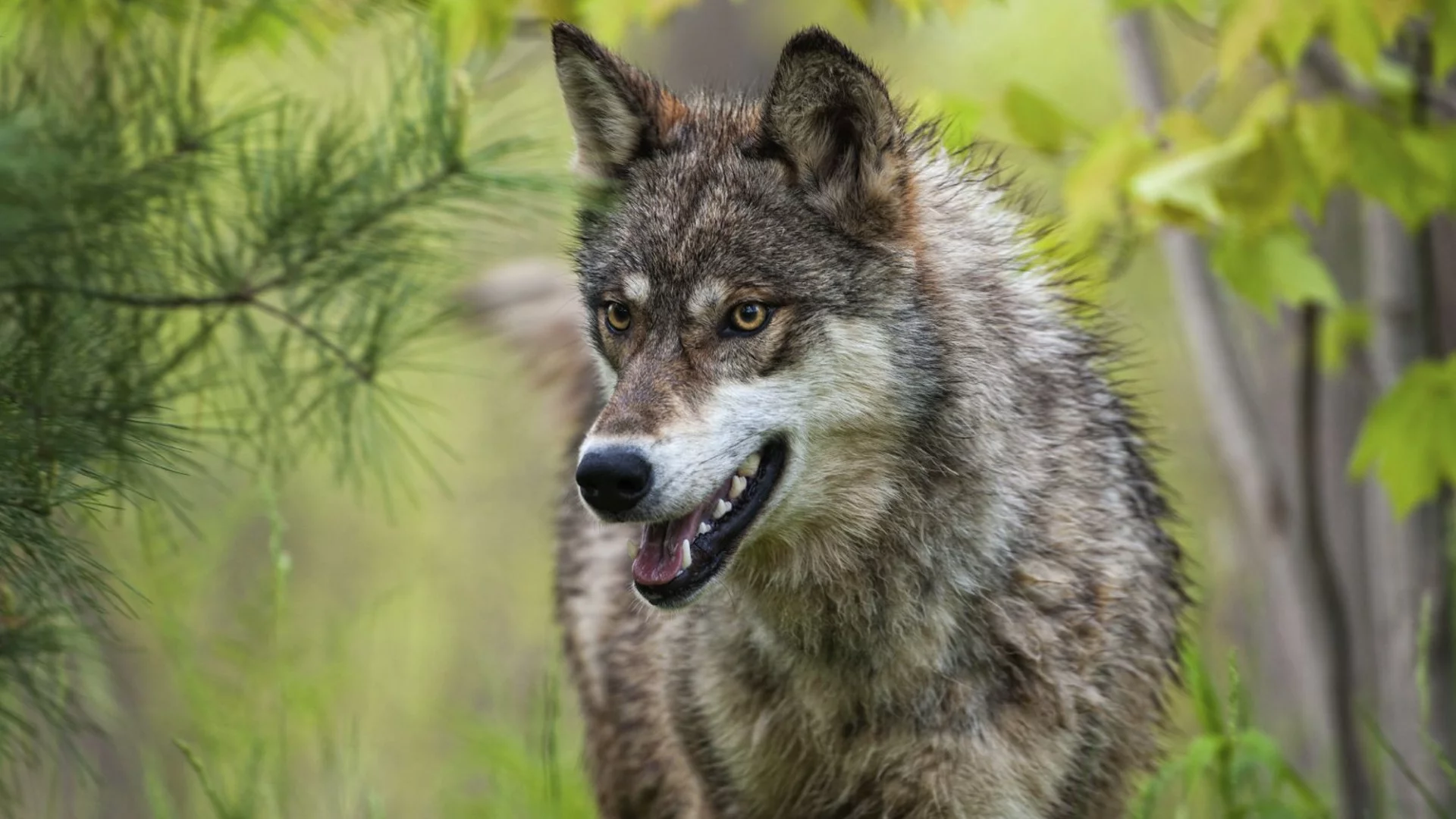 Вълци нападнаха жена в сафари парк край Париж
