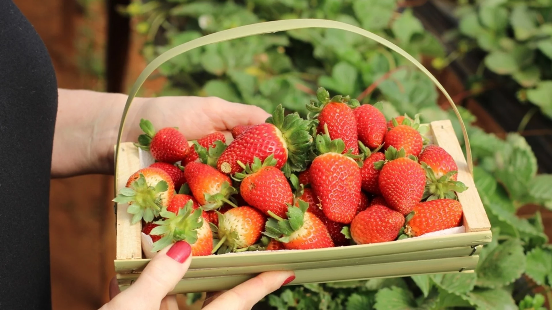 Колко ягоди можете да ядете, за да избегнете отравяне?