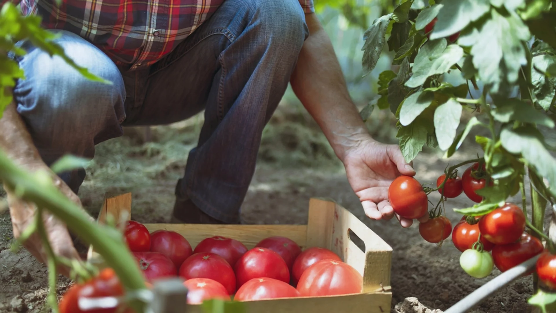 Как да определим най-добрата тор за нашите домати