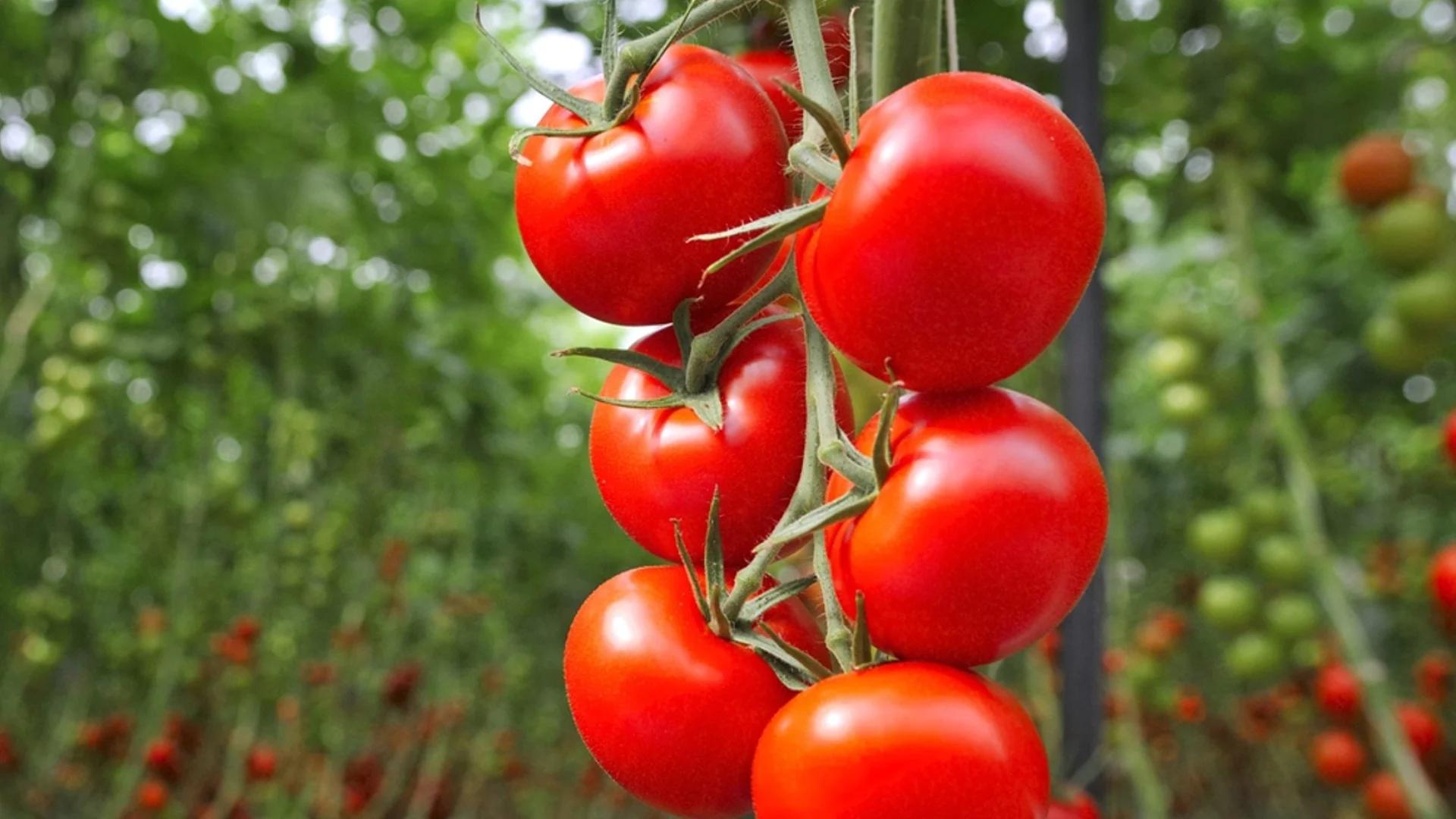 Поливане на домати при зреене - колко често трябва да се прави?