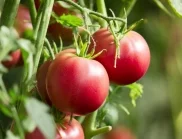 Кога е подходящо пръскане на доматите с английска сол?