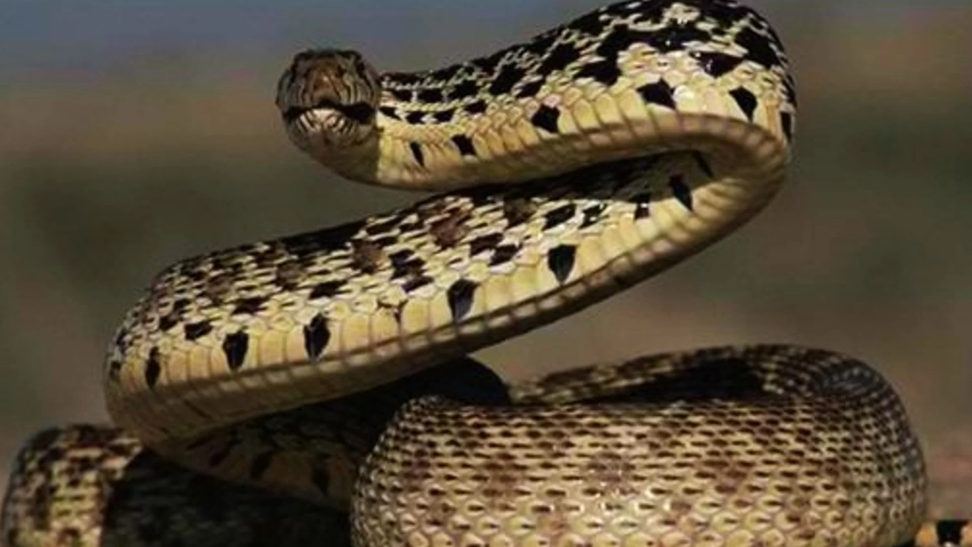 Сезонът на змиите: Никога НЕ правете това при ухапване и как да дадете правилно първа помощ