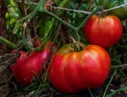 Как да се преборим с гъсениците по доматите?