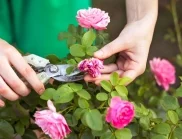 Правила за подрязване на розите след цъфтежа за перфектна визия