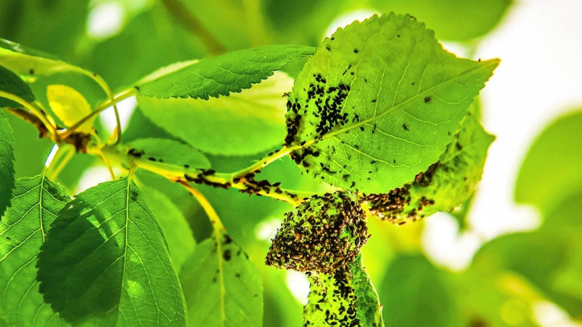 Как да отървете градината си от листни въшки без пестициди?