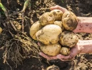 Прибиране на реколтата от картофи  - кога е най-добре да се направи, за да издържат цяла зима