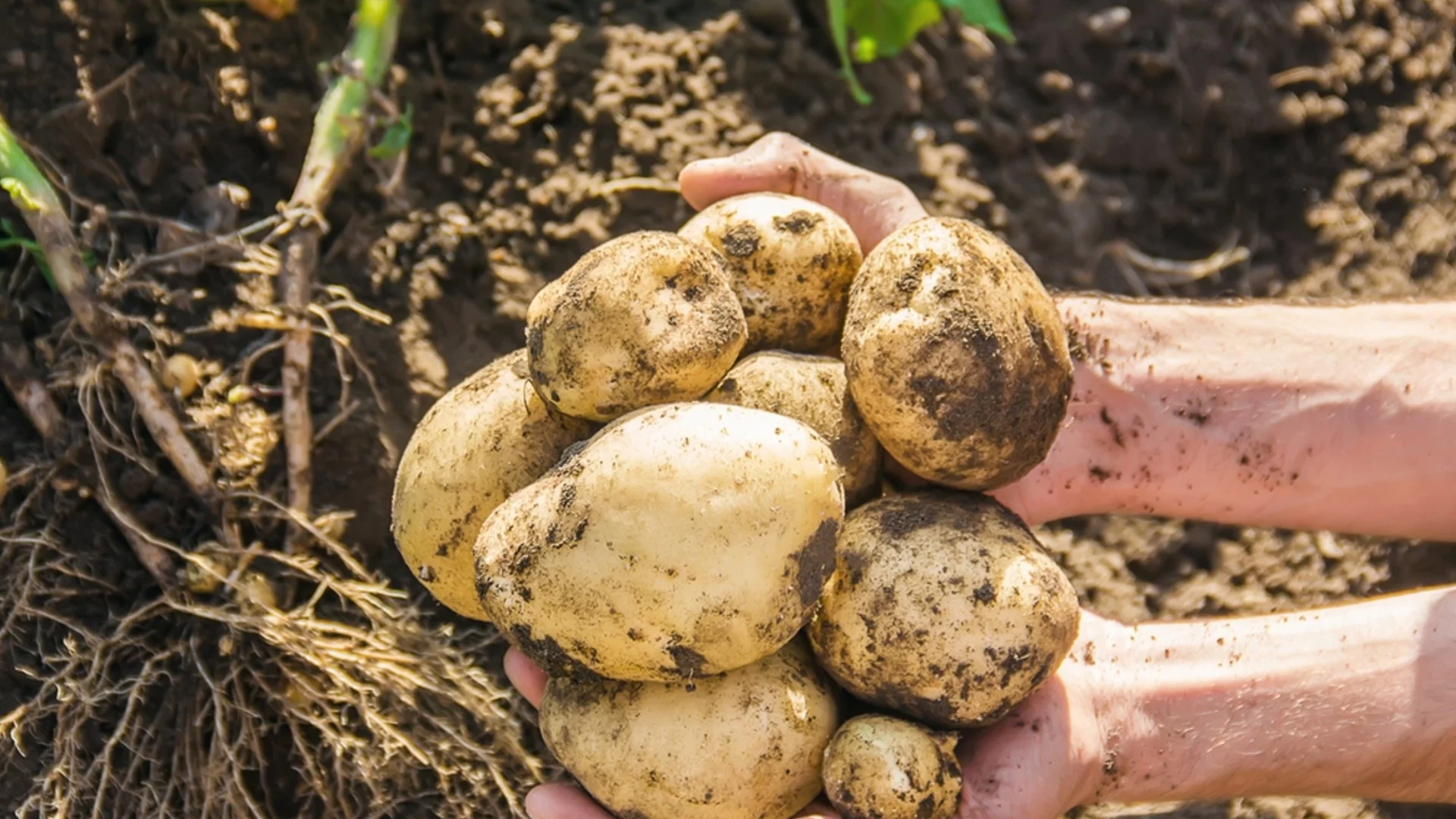 Прибиране на реколтата от картофи  - кога е най-добре да се направи, за да издържат цяла зима