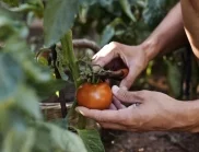 Как да имаме успешна борба с плевелите при доматите