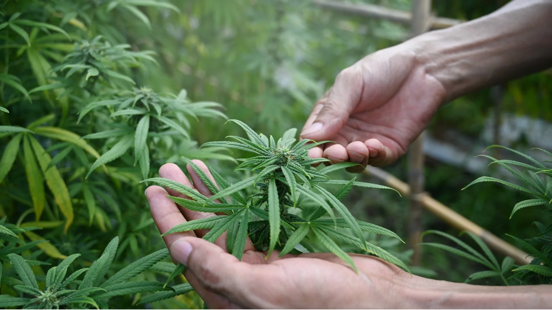 Бразилия легализира марихуаната за лична употреба