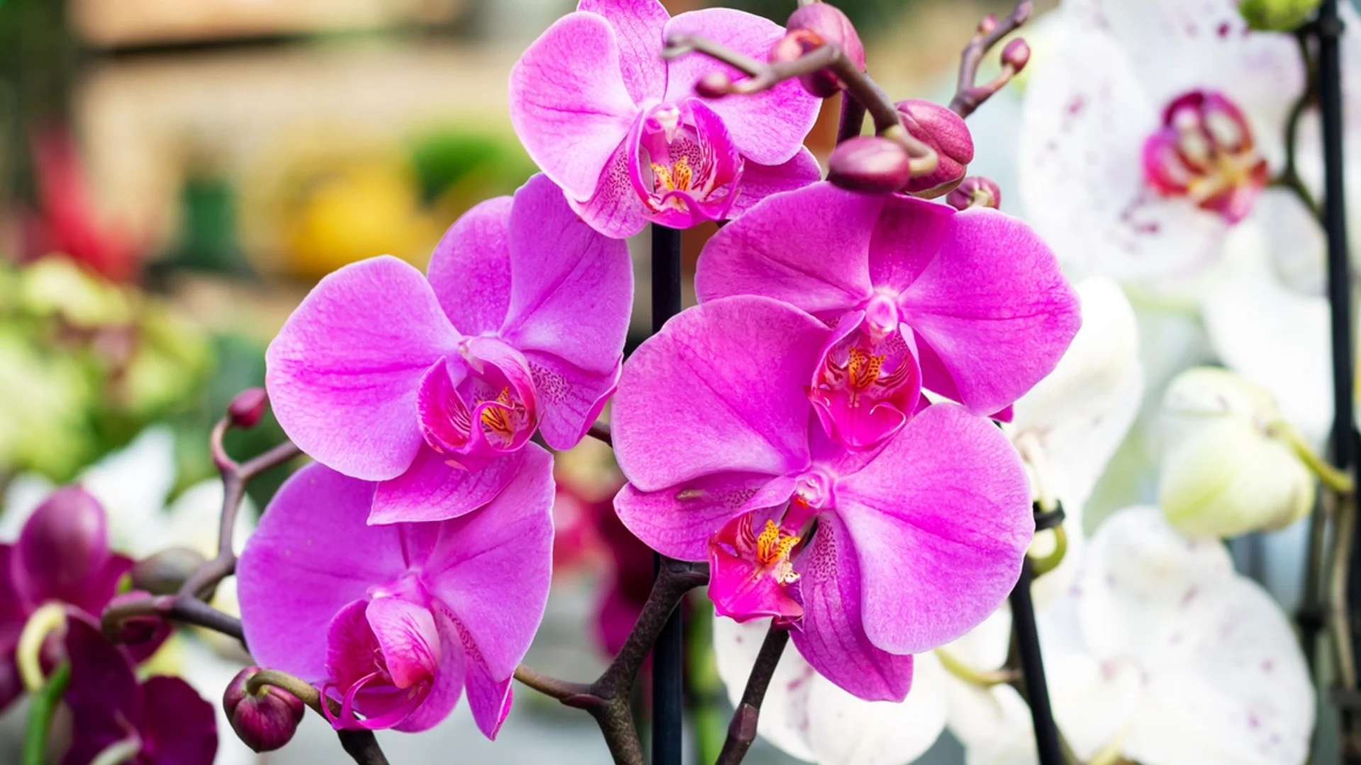 1 таблетка от това гарантира невиждан цъфтеж на орхидеята