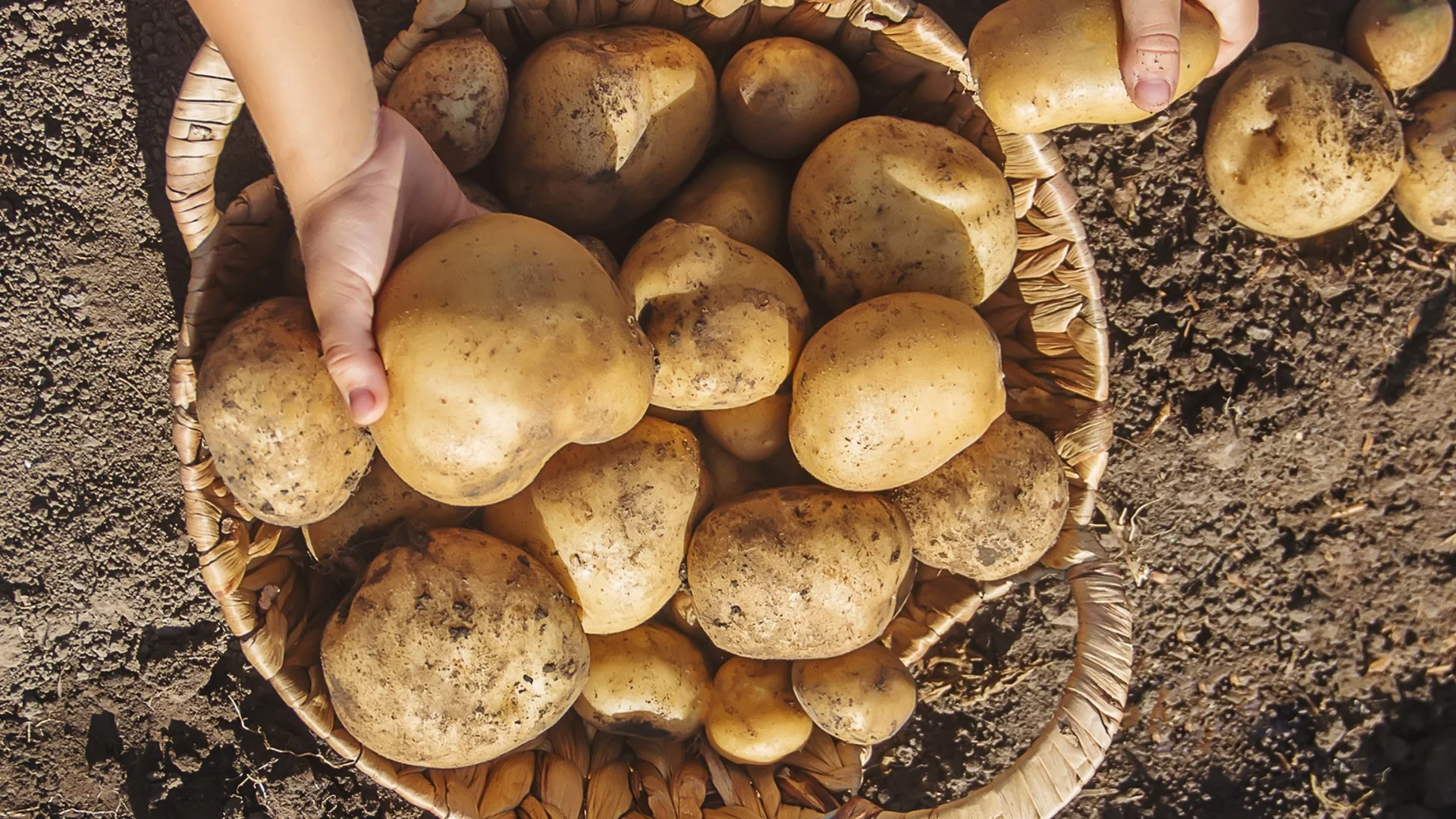 За мързеливи градинари: Поръсете картофите с това и реколтата им ще е 3 пъти по-богата