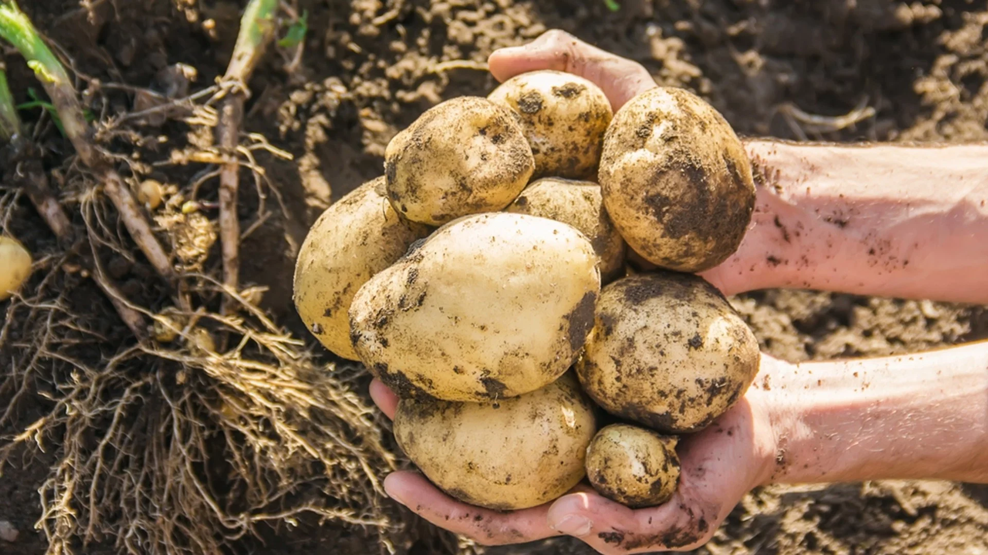 В началото на юли полейте картофите с това за богата реколта