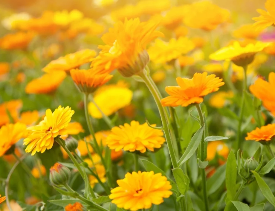 Мечтаете за цветна градина: Можете да я имате още сега с тези прекрасни цветя