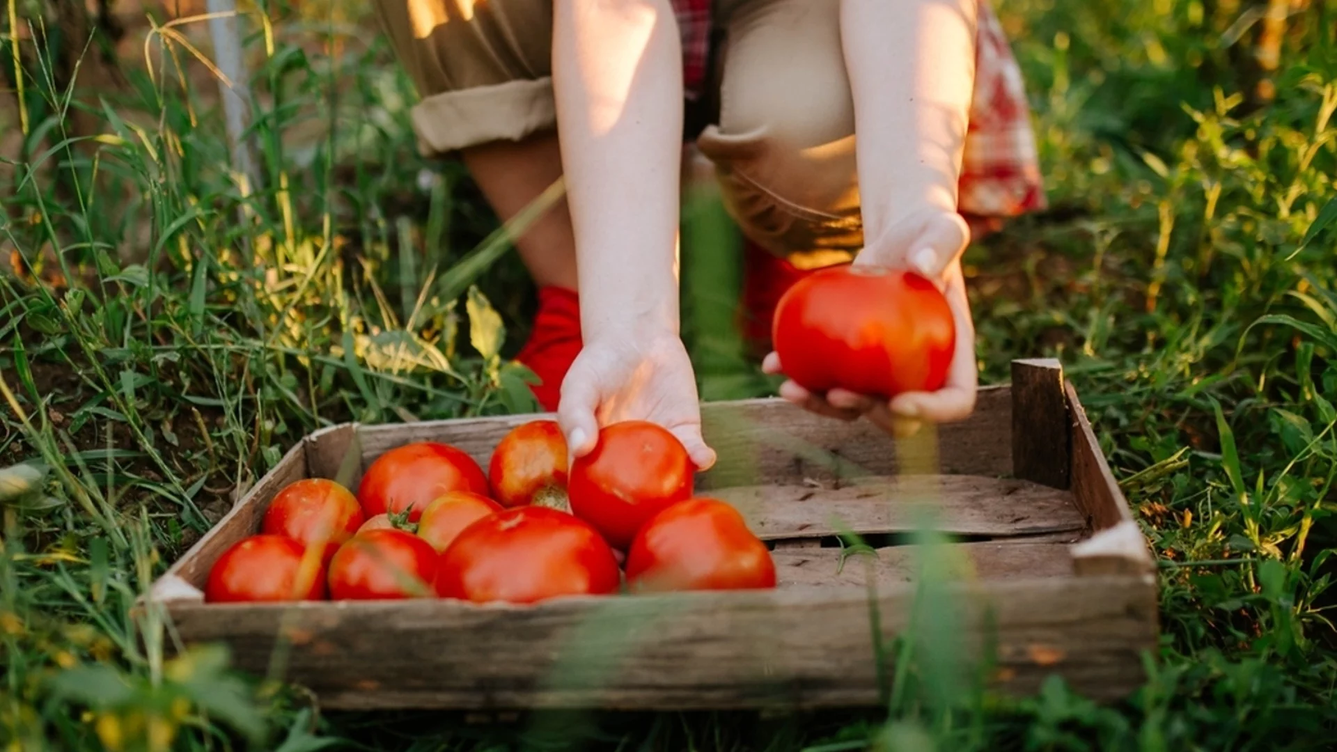 Защо доматите ТРЯБВА да се торят с борна киселина?