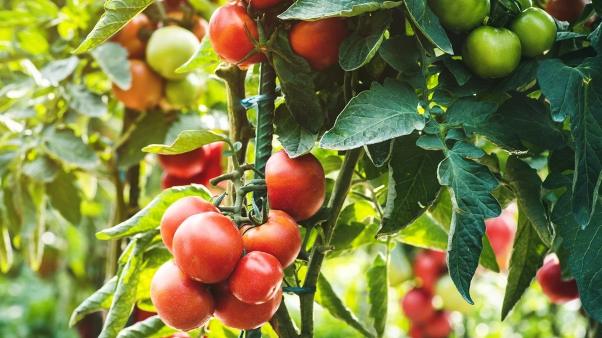 Супер тор за доматите по време на плододаване - те ще растат месести и сочни