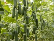 Топ 4 на най-богатите бабини торове за богата реколта от краставици