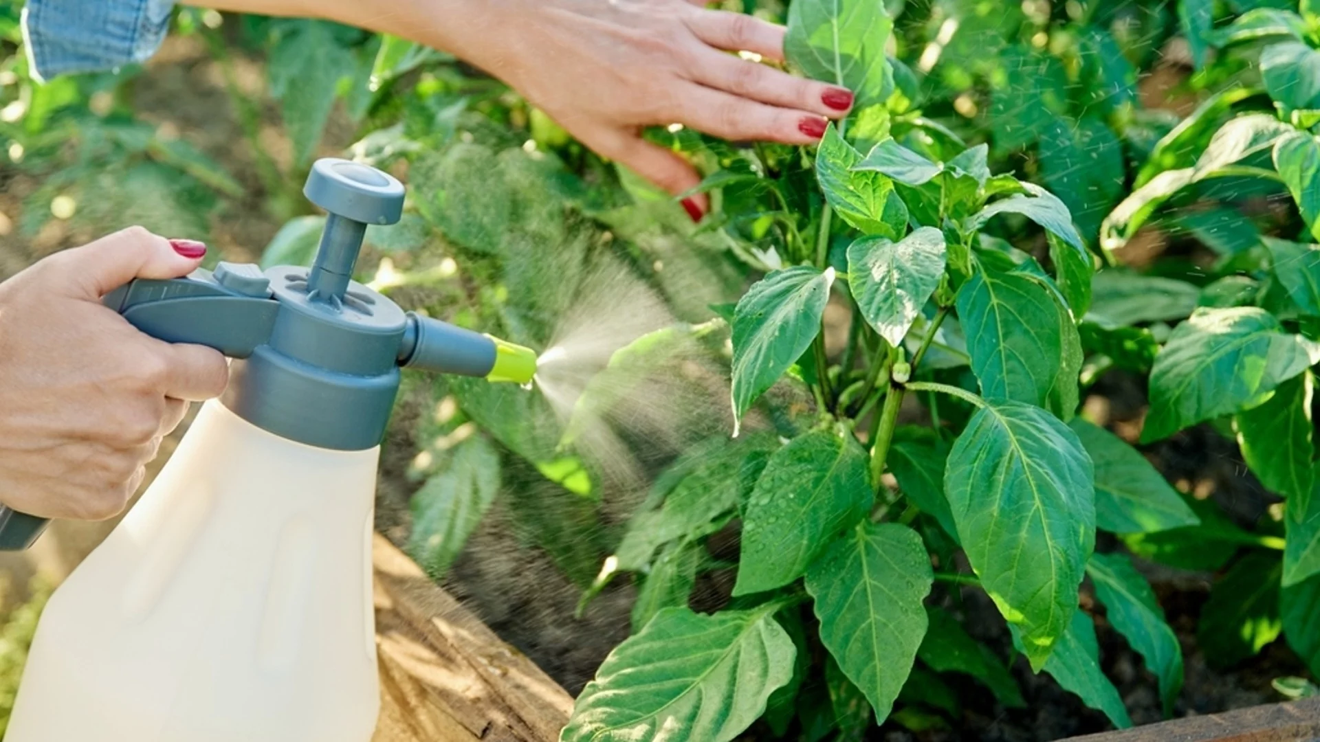 Как да спасите градината от жегата - триковете, които трябва да знае всеки градинар