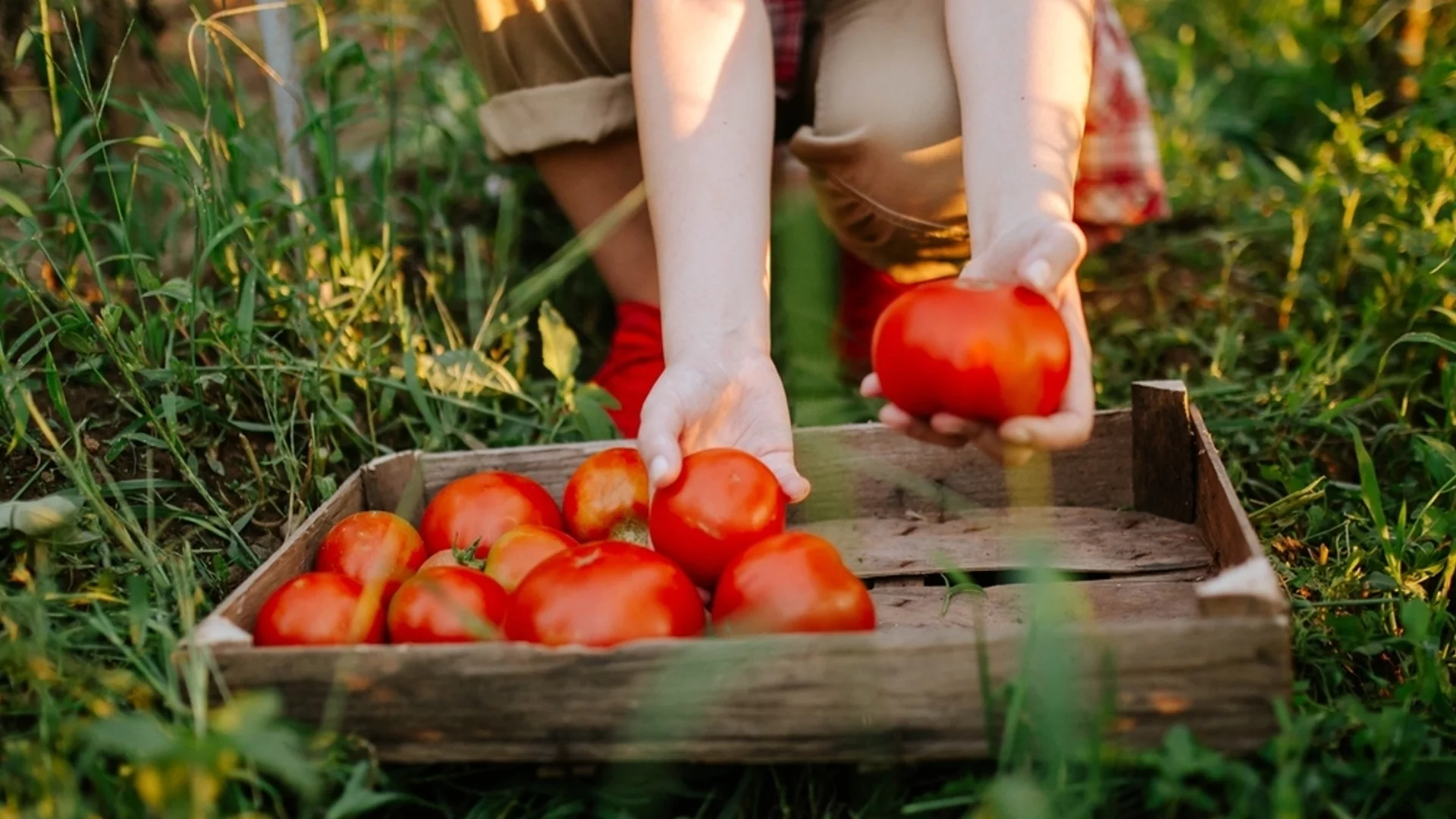 Само опитните градинари не изхвърлят връхчетата на доматите