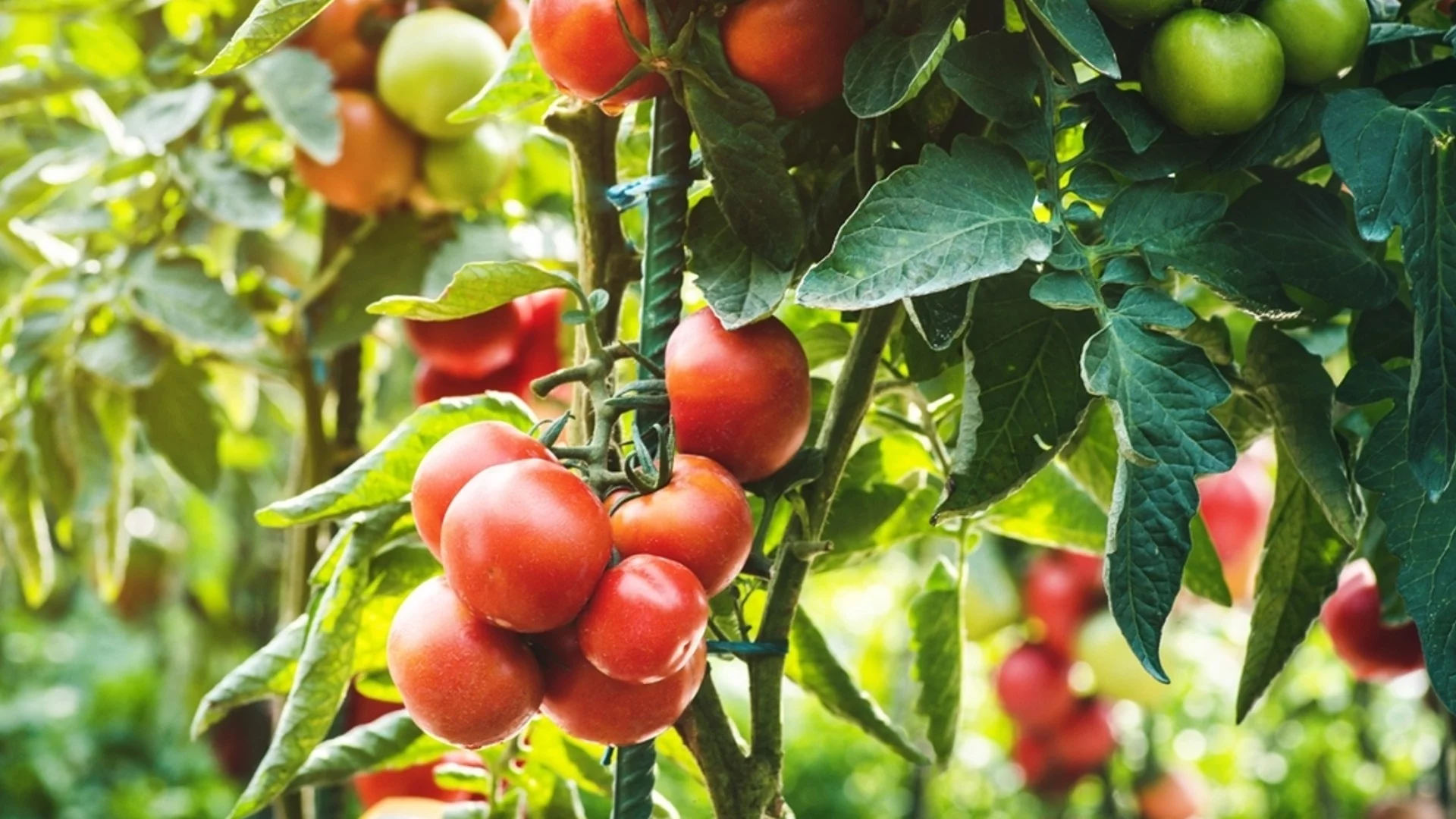 Грижа за доматите през юли - какво трябва да се прави