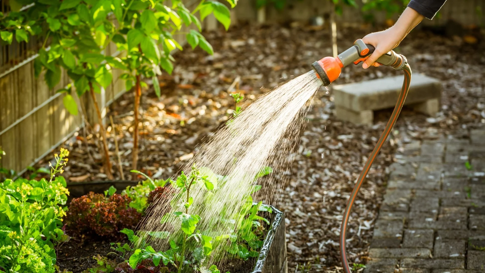 Специалист разкрива защо е по-добре да поливате растенията си сутрин
