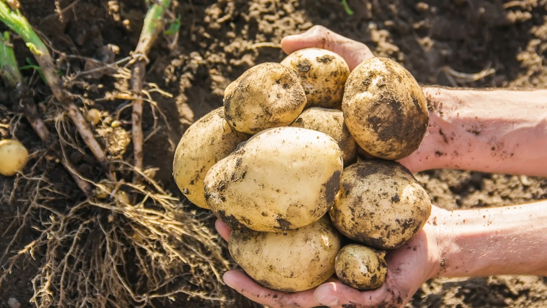 Как да торите картофите през юли, за да е богата реколтата им