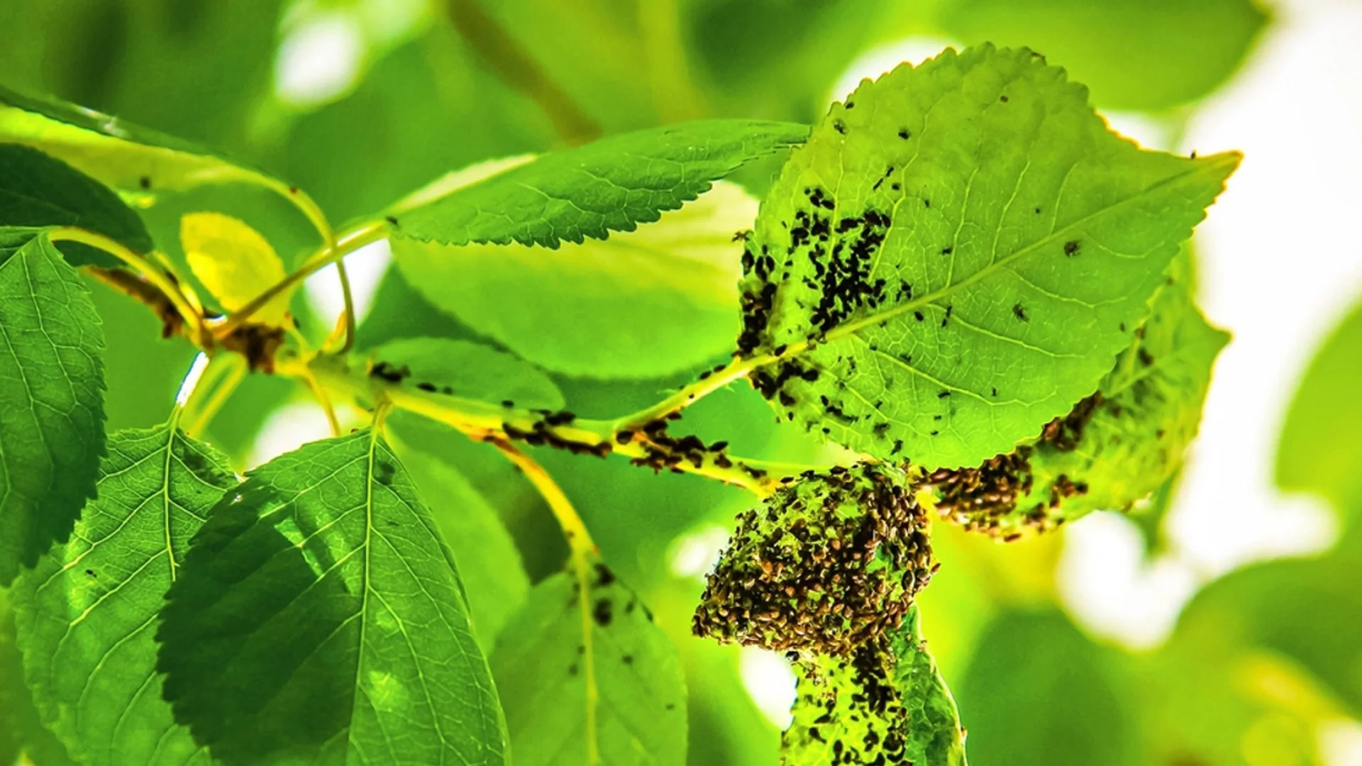 Как да се избавите от листни въшки и мравки - универсален лек