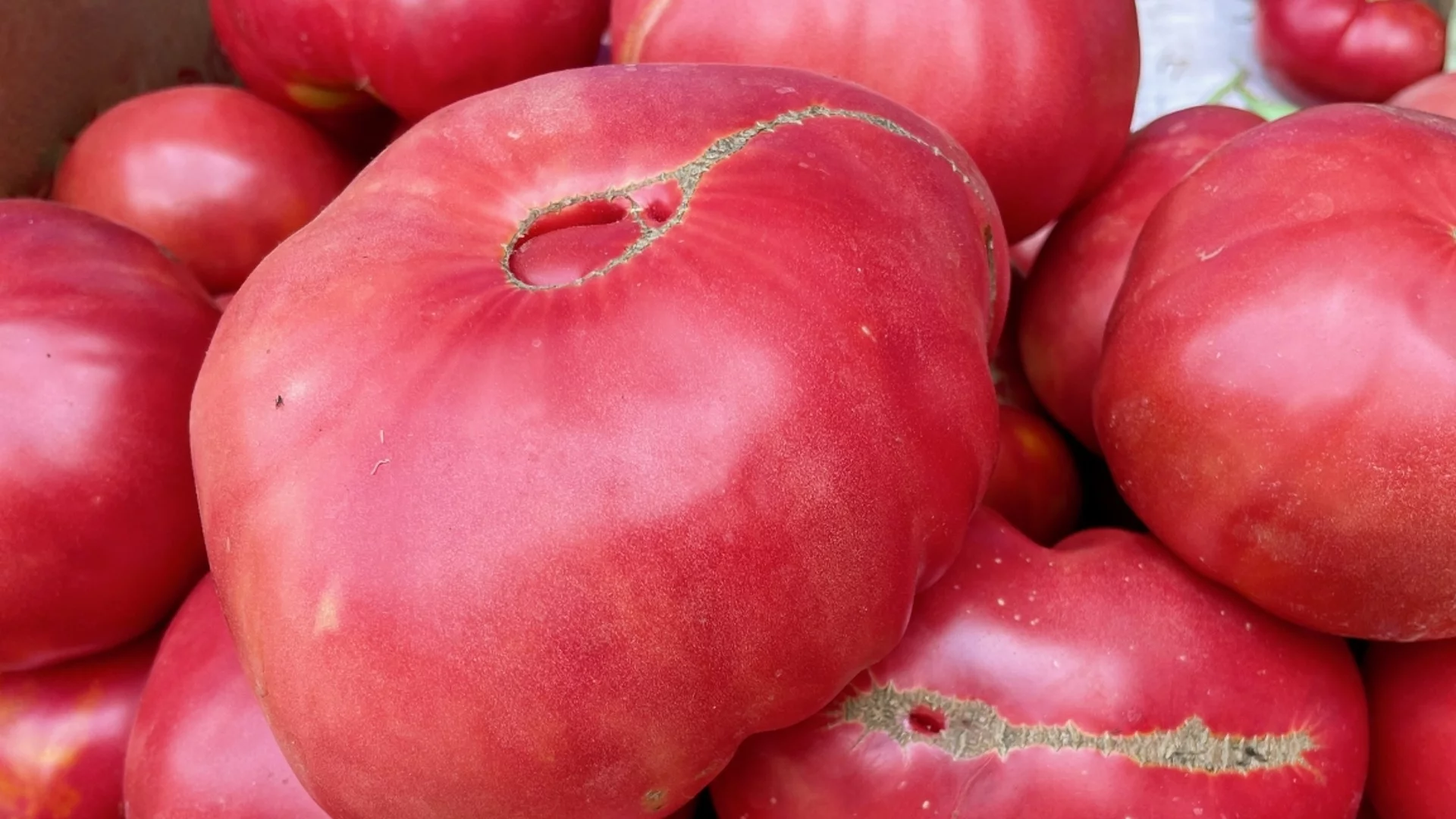 Как да познаем вкусните домати Биволско сърце на пазара?